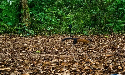 elusive yellow throated marten recorded in assam s kaziranga for the first time