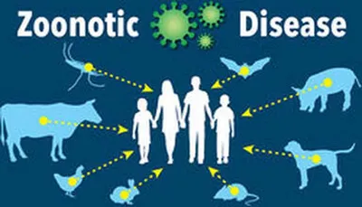 role of companion animals in transmitting zoonotic diseases