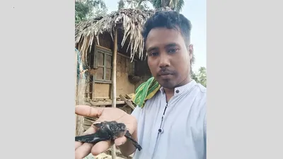 climate change and habitat loss threaten bird species in assam