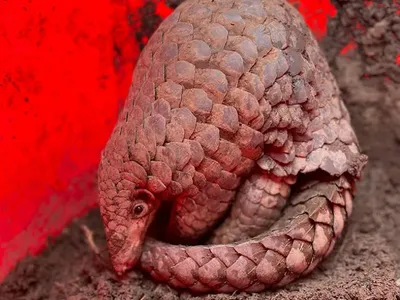 new pangolin species found in arunachal pradesh