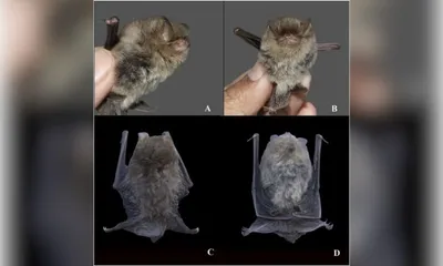 rare woolly bat species recorded in meghalaya  first ever sighting in india
