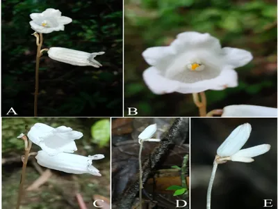 new ‘ghost flower’ orchid discovered in arunachal pradesh’s keyi panyor