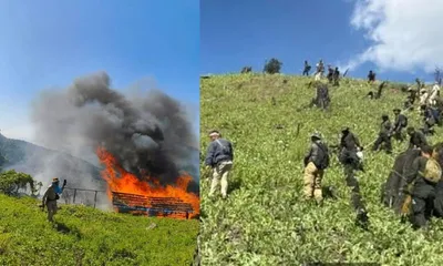 manipur police destroy 65 acres of illegal poppy plantations in kangpokpi  ukhrul