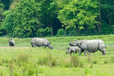 assam  gauhati hc adjourns kaziranga eco sensitive zone pil pending supreme court ruling