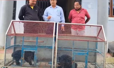 manipur  rescued himalayan bear cubs transferred to zoological garden