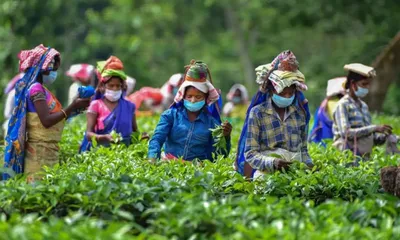 assam govt introduces fast track valuation system for tea gardens to ease transactions