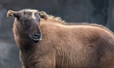 mishmi takin in arunachal pradesh faces habitat threats from roads  climate change