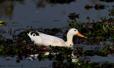 assam  rare white mallard sighted at satajan wetland in north lakhimpur