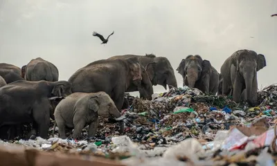 assam  elephant death in golaghat linked to plastic ingestion raises concerns
