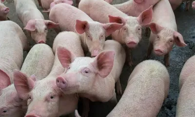 mizoram  african swine fever kills over 68 000 pigs  hits 10 400 families