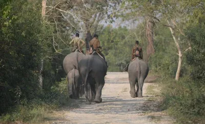 tripura to launch first elephant safari in mungiakami forest