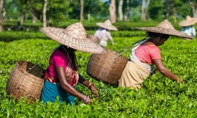 assam  over 100 000 adivasis to protest in tinsukia demanding tribal status