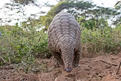 trafficking of india’s pangolins needs focused attention