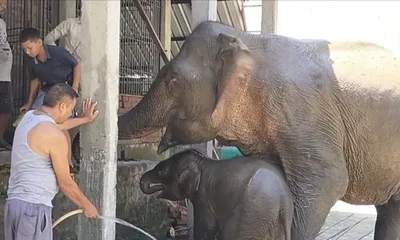 assam  villagers mourn elephant lakhimani’s death  demand probe into alleged negligence