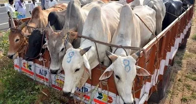 row over assam cattle preservation bill  2021