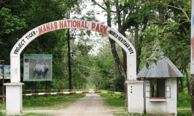 assam  manas national park loses 50  of its grasslands in 30 years  says officials