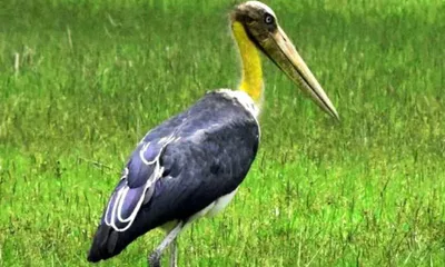 assam  lone lesser adjutant stork sighting at bill pathar raises conservation concerns