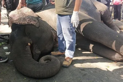 elephant’s death spotlights conditions in safari tourism