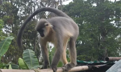 fragmented forests and food scarcity threaten capped langurs in assam