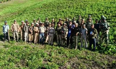manipur  113 acres of poppy cultivation destroyed in anti narcotics drive