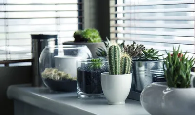 15 simple plants and the amazing benefits they bring to your home