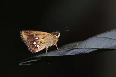assam  new study reveals 280 butterfly species in gibbon wildlife sanctuary
