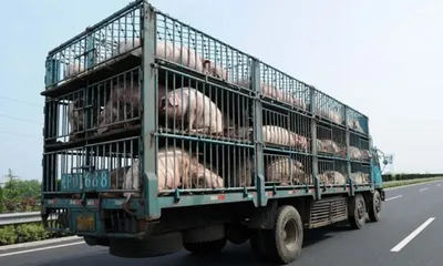 asf scare hits manipur  pork sale  transport banned in kakching