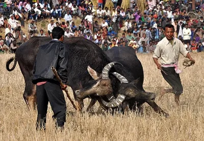 activist moves sc against assam minister for supporting buffalo fight