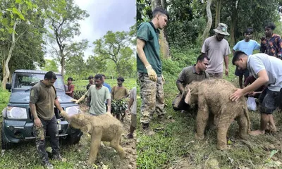 assam  local heroes  forest team reunite elephant calf with herd