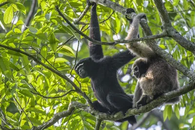 saving india’s only ape  the hoolock gibbon of assam