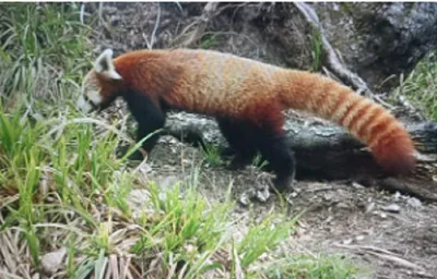 arunachal  elusive red panda spotted in eaglenest wildlife sanctuary