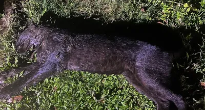 assam  black panther found dead near manas national park