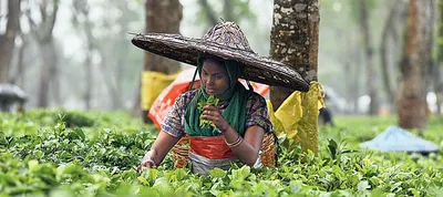 assam tea worth rs 2 300 crore sold at guwahati tea auction centre in fy23 24