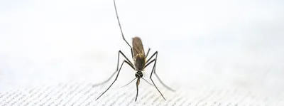 malaria carrying mosquitoes shift homes from meghalaya forests to rice fields