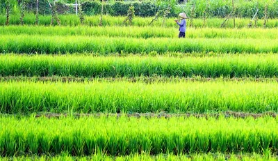 tripura farmers to receive rs 45 43 crore under pm kisan scheme  says agriculture minister
