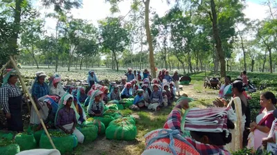 from jhumur dance to motherhood at 17  hidden child marriage crisis in assam’s tea plantations