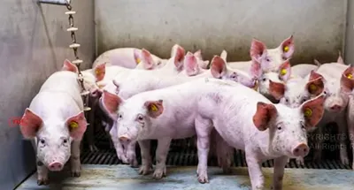 mizoram  african swine fever killed over 47 thousand pigs since 2021