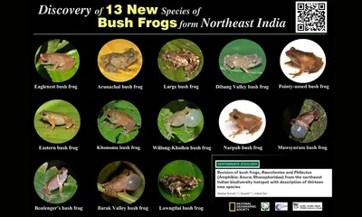 thirteen new frog species discovered in northeast india