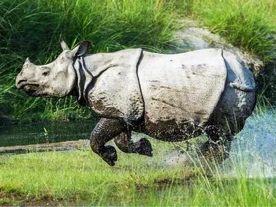 assam  man dies in rhino attack near pobitora