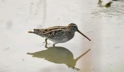 assam  rare snipe sighted in manas national park