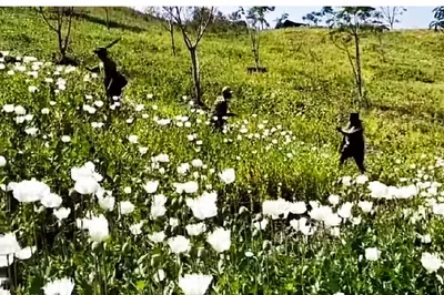 manipur intensifies crackdown on poppy plantations and anti social activities in kangpokpi