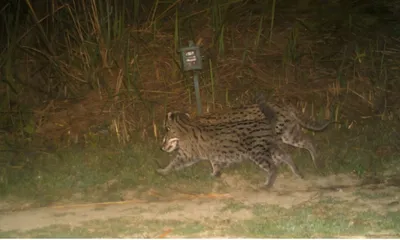 assam  kaziranga national park records 57 individuals in first scientific fishing cat survey