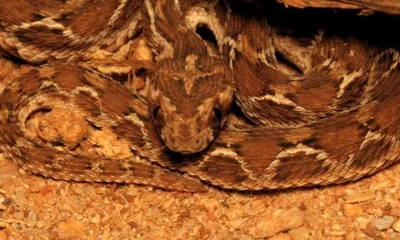 climate change may increase snakebite risks in india  study warns