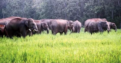 assam  woman injured after elephant attack in hojai