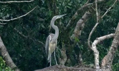arunachal  forest clearance for dam puts white bellied herons at risk