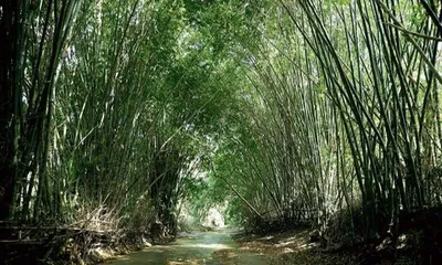 northeast’s ‘green gold’ stifled by outdated rules  cii backed report warns