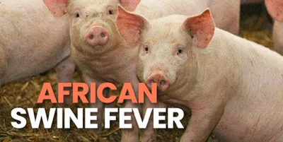 nagaland  african swine fever detected in kohima