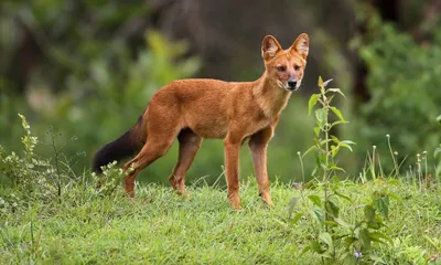 assam  dhole returns to kaziranga national park karbi anglong landscape after years