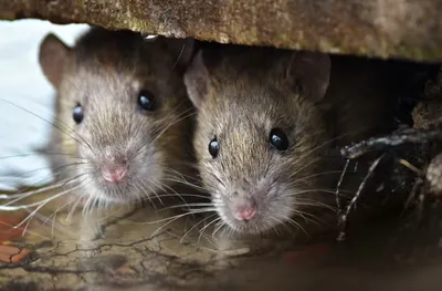 rats are more human than you think   they like being around us