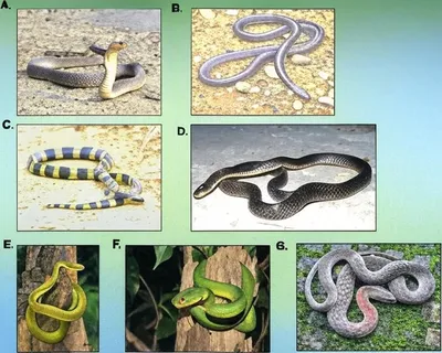 how an assam s rural hospital achieved zero snakebite deaths—four years in a row